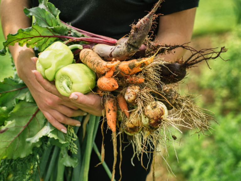 A handful of fresh vegetables from the ground with dirt on them