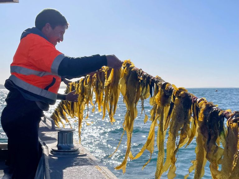 man hauling seaweed out of the water