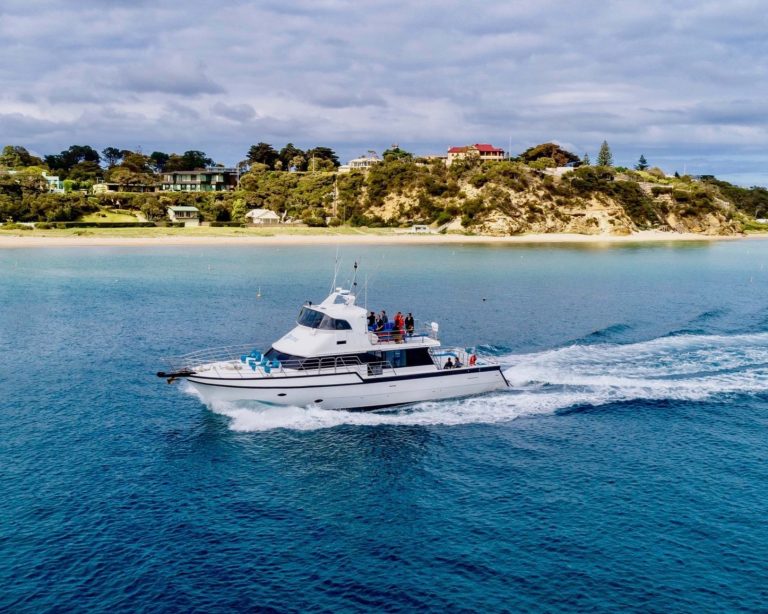 moonraker dolphin swims tour boat at sea