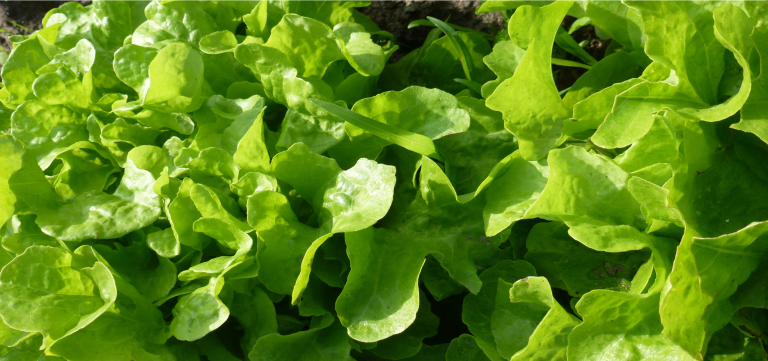 close up of lettuce leaves