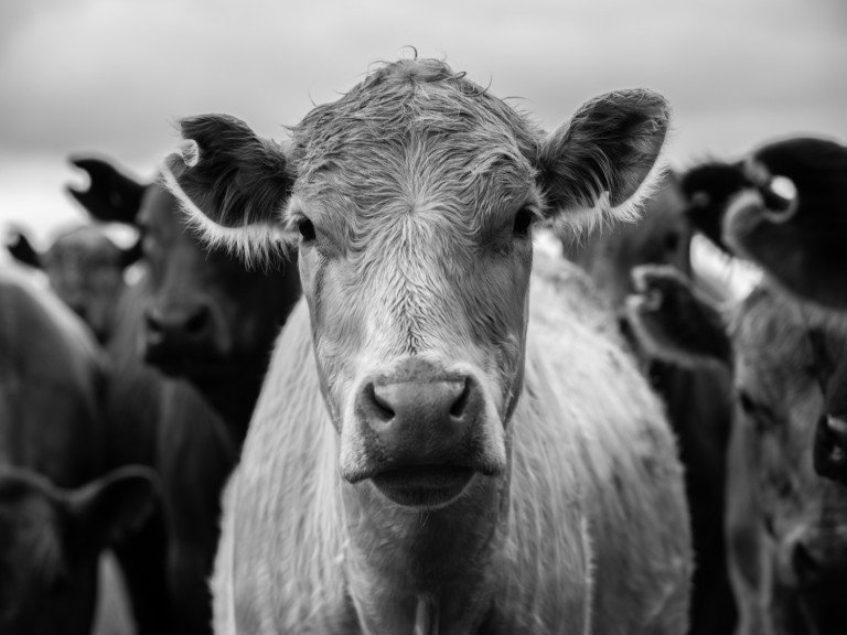 Black and white cow image
